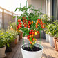Adjustable Climbing Plant Support Trellis