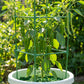 Adjustable Climbing Plant Support Trellis