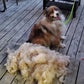 Állat Szőrtelenítő KeFe – Raktáron & Utánvétes 🐶🧹